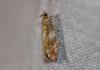 Epinotia abbreviana